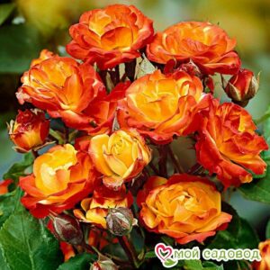 Роза полиантовая Румба (Rumba) в Буйе