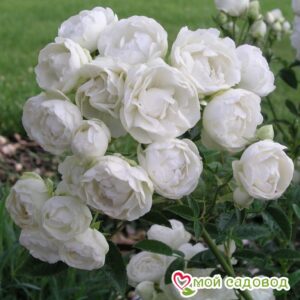 Роза полиантовая Морздаг Уайт (Morsdag White) в Буйе
