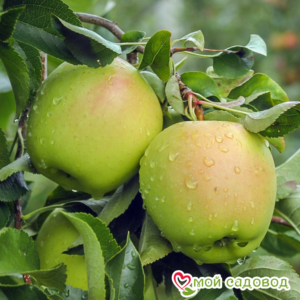 Яблоко-груша Голден Делишес в Буйе