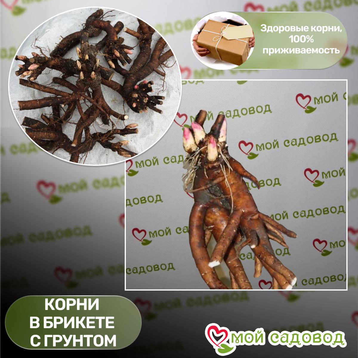 Пион Найс Гал